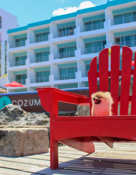 B Cozumel Hotel B Cozumel Hotel